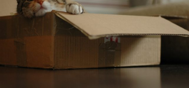 Jaki żwirek dla kota – wybieramy najlepszy! Jaki wybrać żwirek dla kota