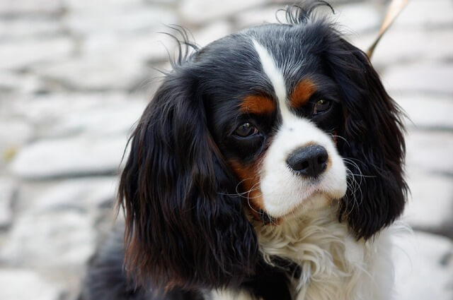 Pies Cavalier King Charles Spaniel