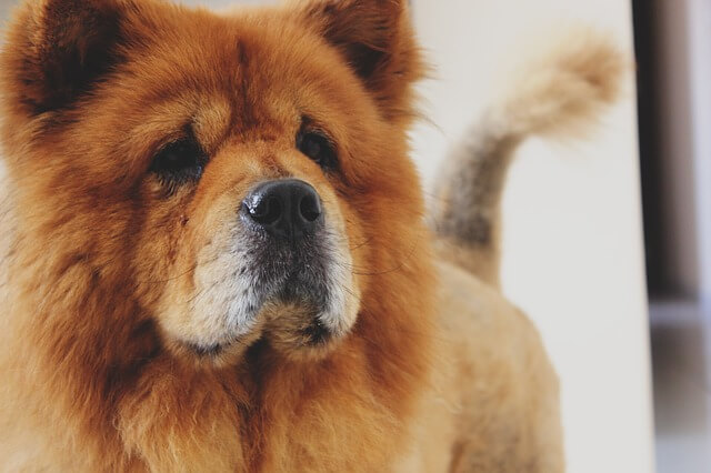 Pies Chow Chow