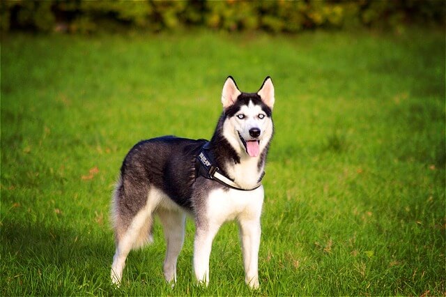 Pies husky na trawie
