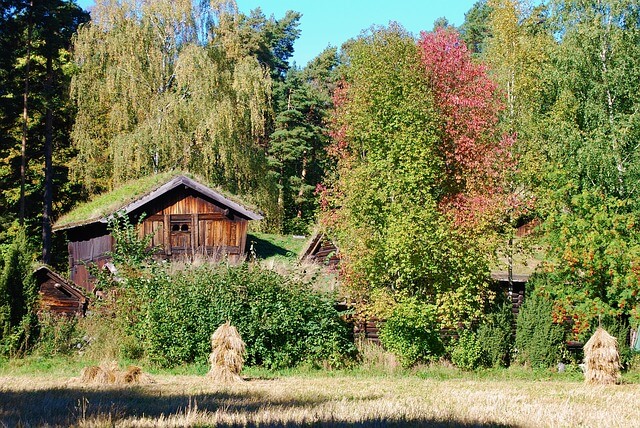 Stare gospodarstwo wśród bujnych drzew
